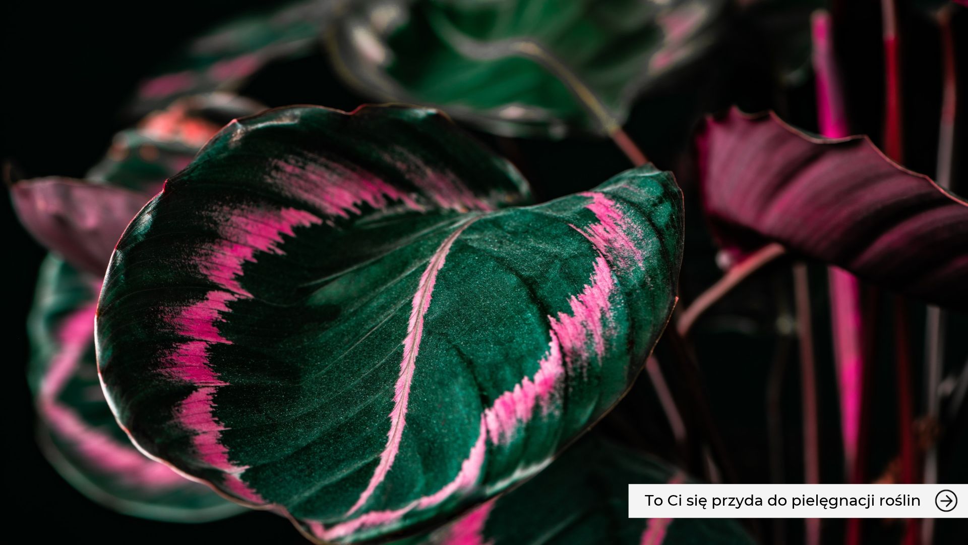czarno-różowa calathea domowa